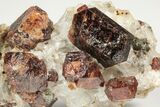 Hessonite Garnets in Calcite - Harts Ranges, Australia #130667-3
